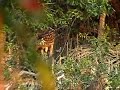 Deep Jungle - Bhola, Bangladesh