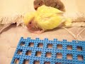 Baby Lovebird Brooder Set-up