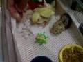 Baby Lovebird Brooder Set-up