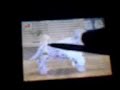 Nintendogs Lucy n Lucky