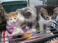 Famille chats