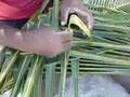 Izzy shows us step by step basket weaving!