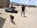 Baby Mini Horse