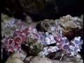 Australia MARINE WORLD (41)