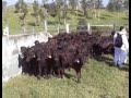 Fazenda Bufalo