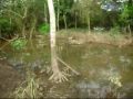 EMBA�BAS...ALIMENTO PARA A FAUNA !