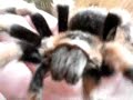 Mexican Red Knee Tarantula Mexican Red Knee Tarantula