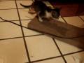 videos de amputee kitty scratching