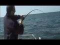 Pesca ao Pargo - 18,5kg!