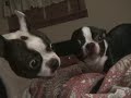 Slow motion Boston Terrier fight (more like bickering). Slow motion Boston Terrier fight (more like bickering).