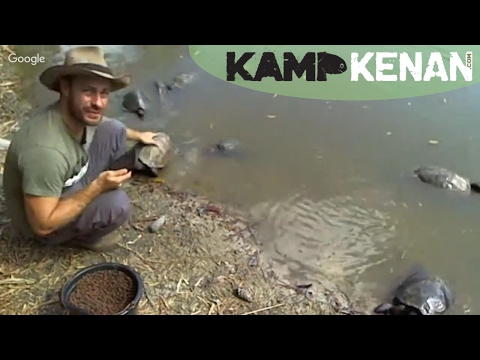 YouTube reptile video