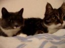 The 2 Talking Cats