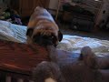 otis and his monkey