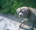 Gus 1 the neopolitan bull mastiff RIP