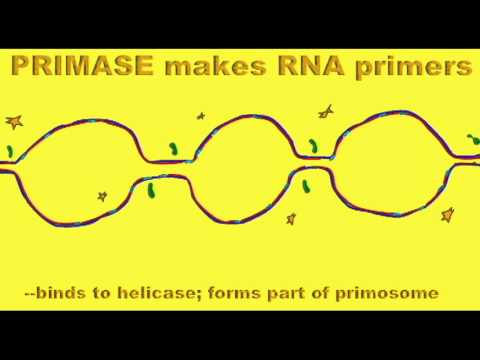 how to eliminate rna from dna