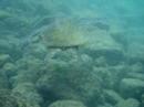 Baby turtle in Kona, Hawaii