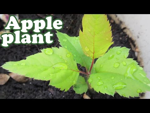 How To Grow An Apple Tree From Seeds - Planting Dwarf Fruit Trees - Growing Apples Fruits - Jazevox