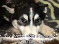 Feliz Navidad para todos. Adopta un perro nórdico
