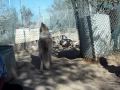 Wolves at the Wolf Mountain Sanctuary in Lucerne Valley, CA, mourning the loss of Sedona. In the frame : Dakota, Segoni, Durango