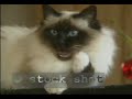 Birman Cat Birman Cat
