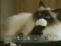 Birman Cat