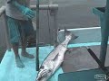 BARRACUDA at popping. Biggest in YouTube. KILWA. Africa. BARRACUDA at popping. Biggest in YouTube. KILWA. Africa.