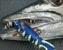 Barracudan pyyt�mist�
