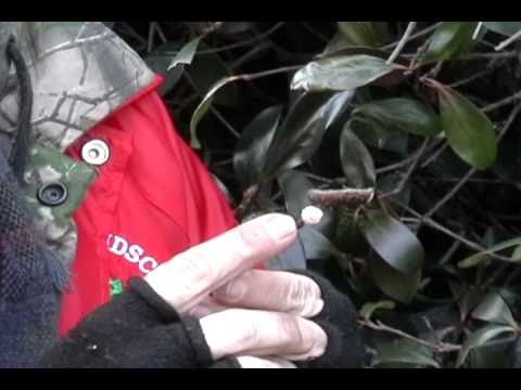 how to treat euonymus scale