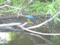 Purple Gallinule in the St. Johns marsh