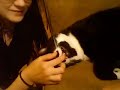 Sleeping Cat