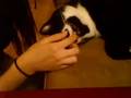Sleeping Cat