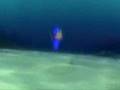 Procurando Nemo - Cena de Dory
