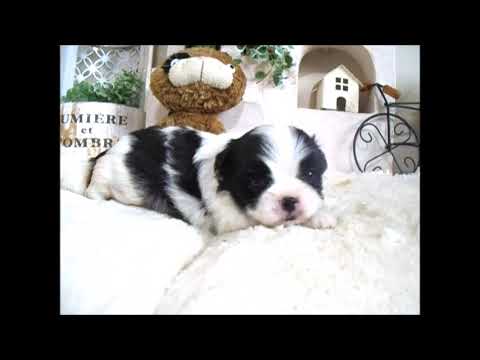 YouTube Preview Image