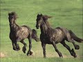 friesians (frisone occidentale) friesians (frisone occidentale)