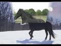 friesians (frisone occidentale)