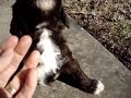 Hamptonvalley Labradoodle Puppies 3 wks.MPG