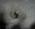 falkor lokitop
