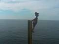 videos de Nothing To Do At Sea