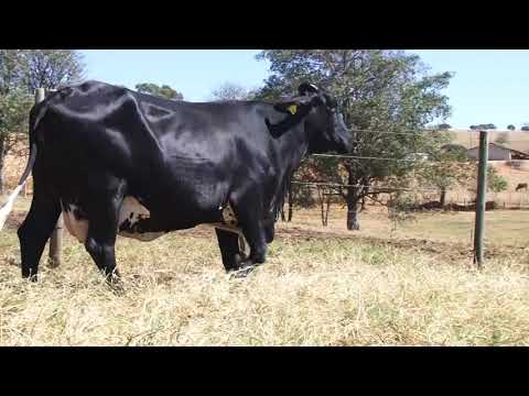 LOTE 42 - 1100 BOA VISTA CACHOEIRA