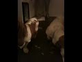Doggie Ice Crushers