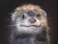 Budweiser-Introducing the Ferret