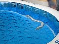 Biomimetic Aquatic Snake