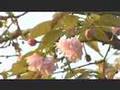 かずさアカデミアパーク動画1