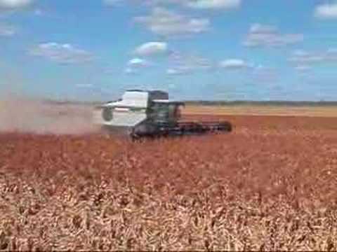 Sorghum Harvest on the Darling Downs ...