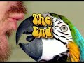 Bird Shower