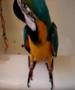 Bird Shower Bird Shower
