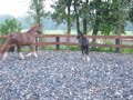 Zakira (Painted Black x Monaco)