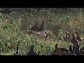 Female Jaguar running off vultures.