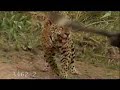 Female Jaguar running off vultures.
