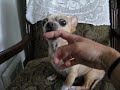 TINY THE ANGRY CHIHUAHUA PART 3